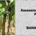 BANANA FARMER-Directorate Of Industrial Training