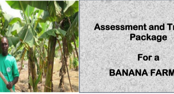 BANANA FARMER-Directorate Of Industrial Training