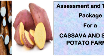 CASSAVA AND SWEET POTATO FARMER-Directorate Of Industrial Training