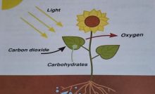 Chapter 5 - Nutrition in Plants