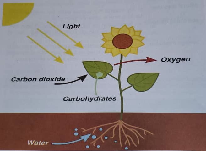 Chapter 5 - Nutrition in Plants