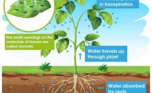 TRANSPORT IN PLANTS