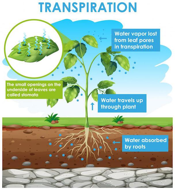 TRANSPORT IN PLANTS