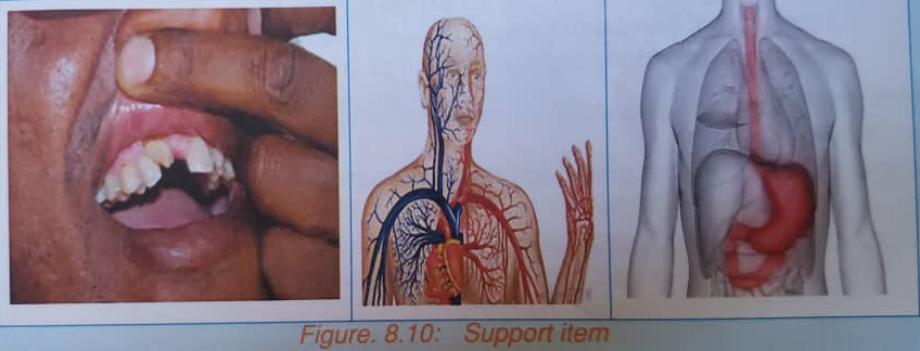 Sample Activity of Integration - Our Body Systems and their Functions I 1