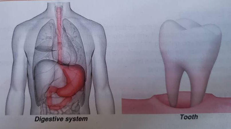 Chapter 8: Our Body Systems and their Functions I