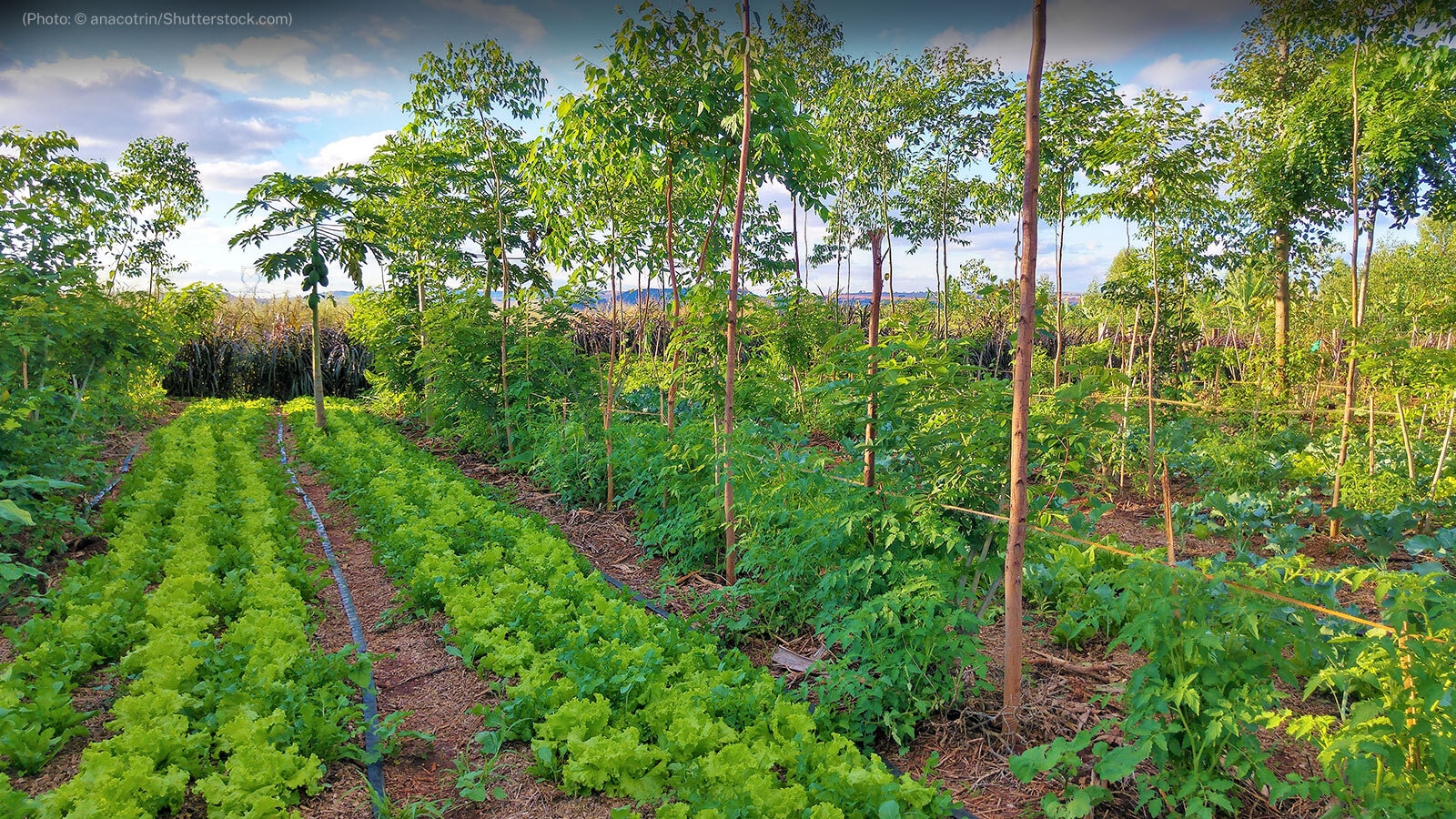 Agroforestry/Water Shed/Permaculture Production 1