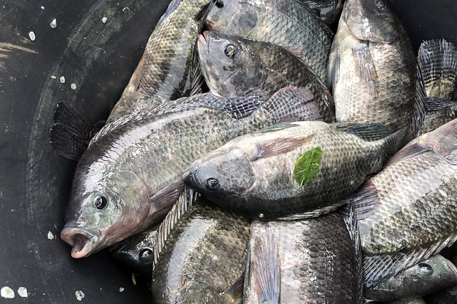 Fish and Aquaponics Farming