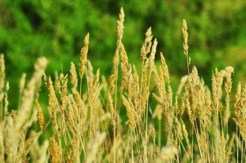 Cereal Growing