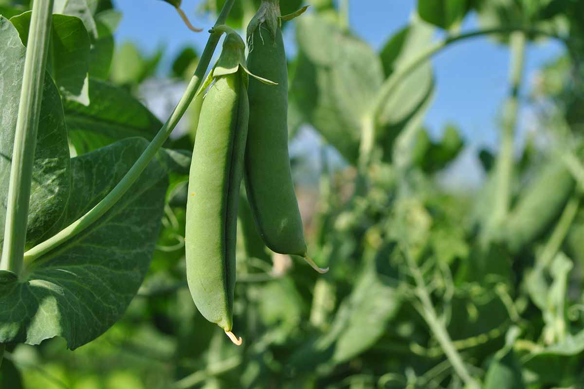 Legume and Oil Seed Growing 1