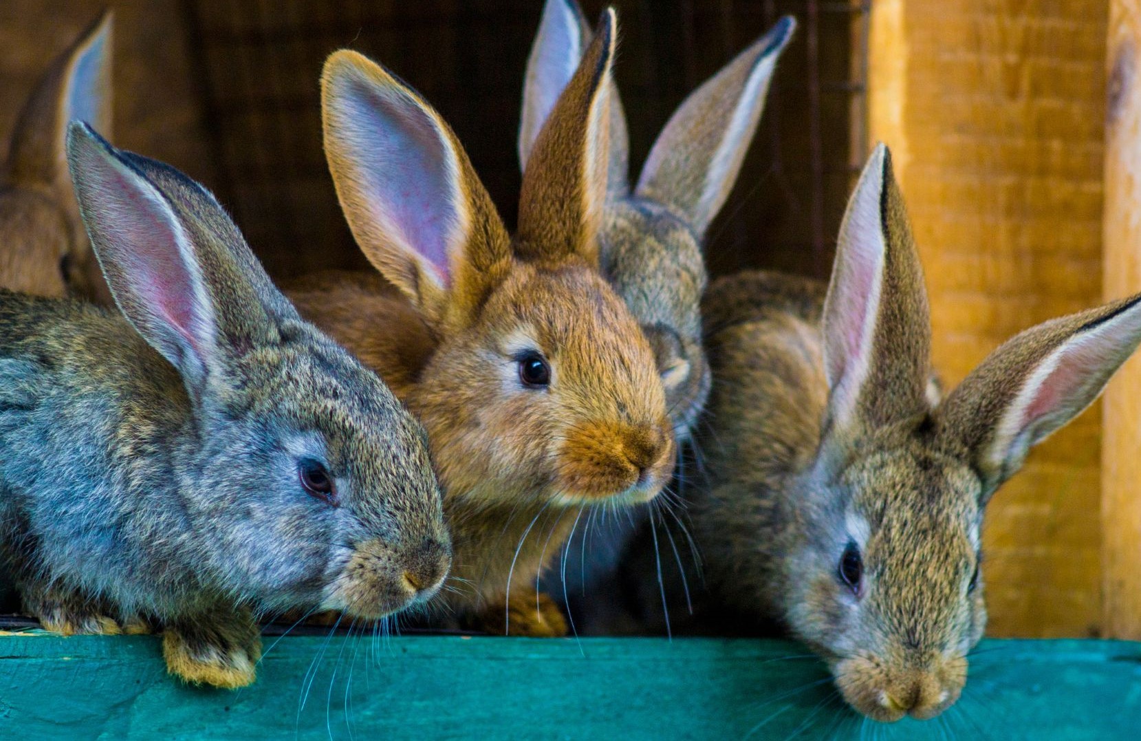 Rabbit Rearing