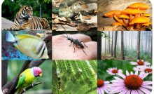 LSC S1:Diversity of Living Things