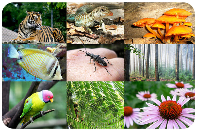 LSC S1:Diversity of Living Things