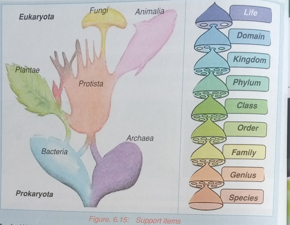 Activity of Integration LSC S1:Diversity of Living Things 1