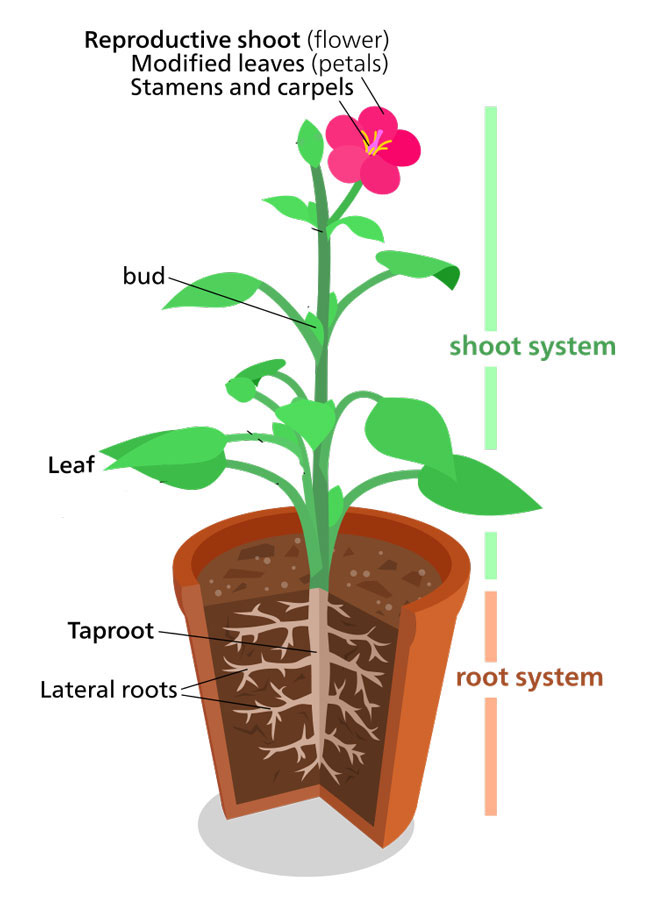 Plant Structure