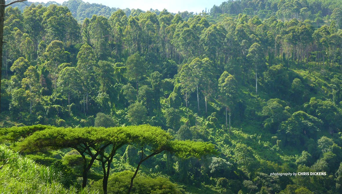 Forests, Forest resources and Forestry in Africa 1