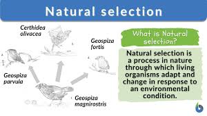 Chapter 5: Variation and Selection 1