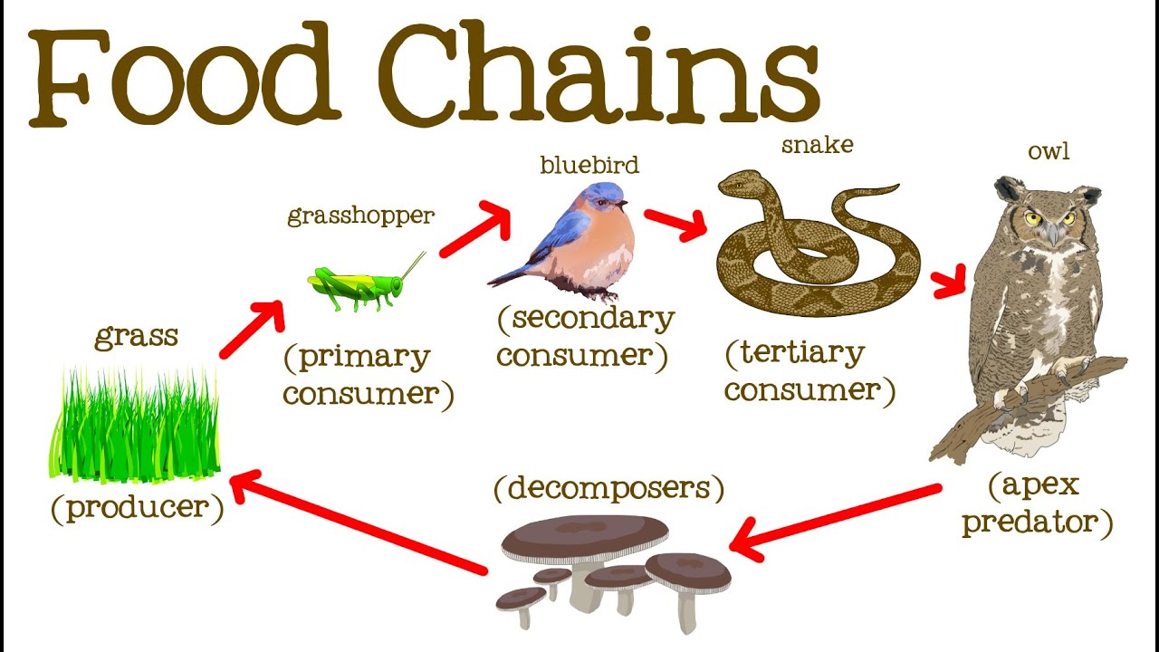 Chapter 7: Food Chains and Food Webs