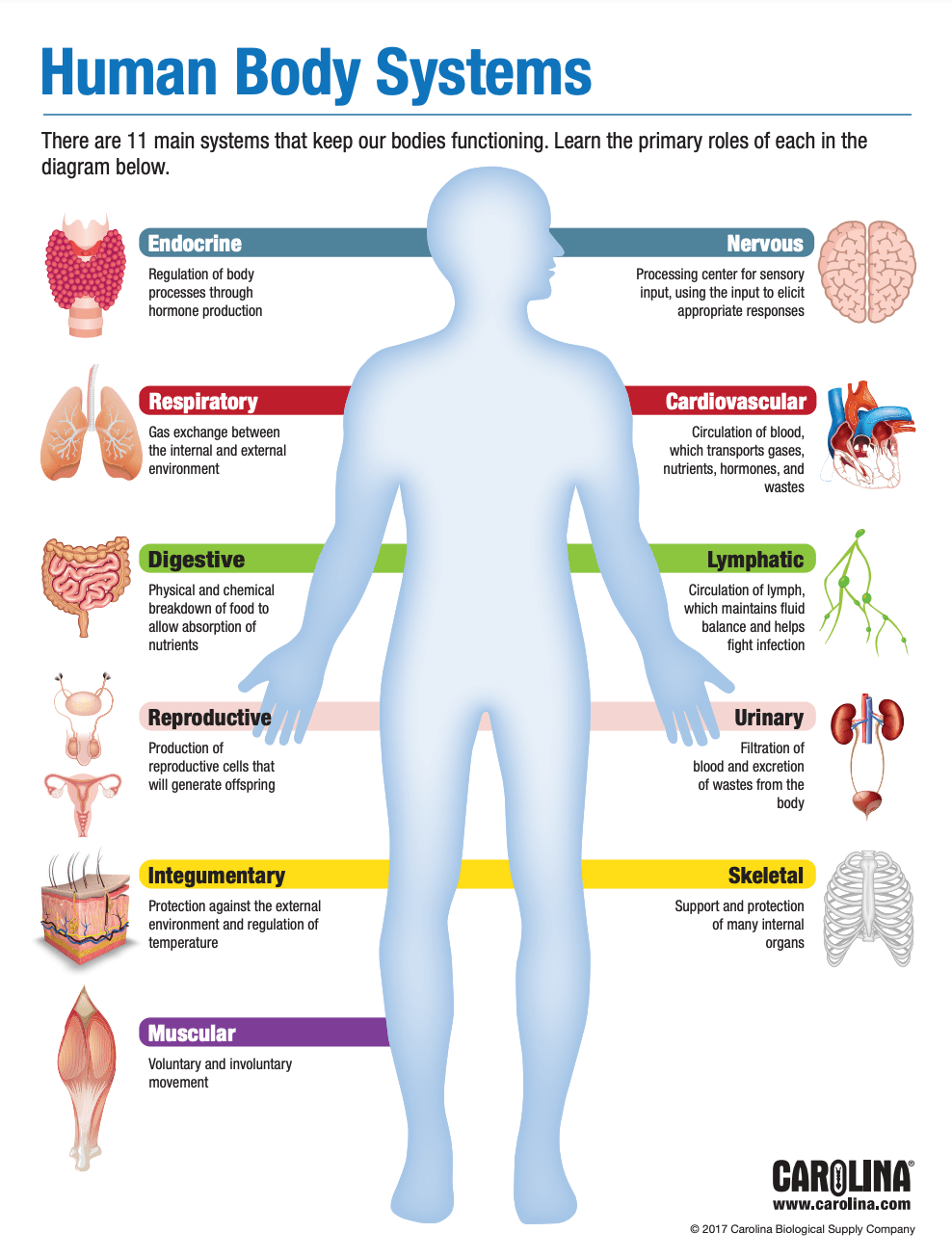 TOPIC 2: OUR BODY SYSTEMS AND THEIR FUNCTIONS 1