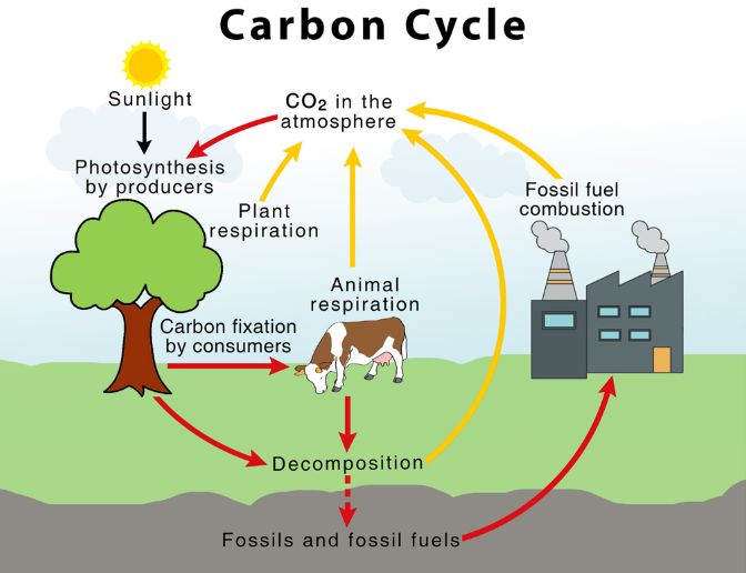 CARBON IN LIFE